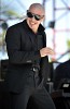 pitbull-385603.jpg