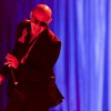 pitbull-413070.jpg