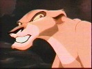 lion-king-lvi-kral-182245.jpg