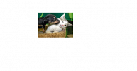 big-time-rush-350487.png
