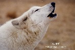 vlk-412219.jpg