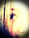 terkaxy