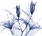 Phaleanopsis