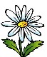 Acenes