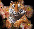 honzahh-284893.gif