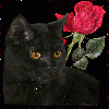 honzahh-284895.gif