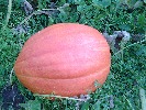 honzahh-312628.jpg