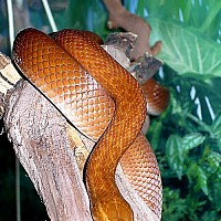 lamprophis-494210.jpg