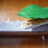 lamprophis-606048.jpg