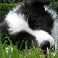 gregsie-380390.jpg