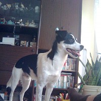 lukas-382226.jpg