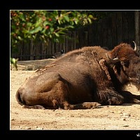luca-394747.jpg