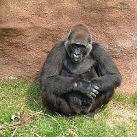luca-394753.jpg