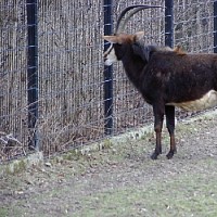 luca-394758.jpg