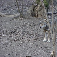 luca-394759.jpg