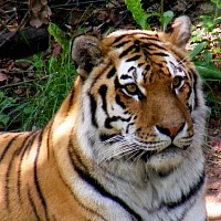 luca-394760.jpg