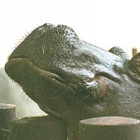 luca-394764.jpg