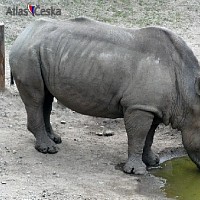 luca-394776.jpg