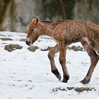 luca-394780.jpg