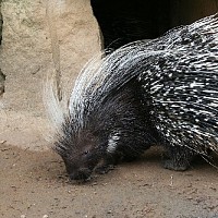 luca-394859.jpg