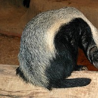 luca-394869.jpg