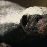 luca-394870.jpg