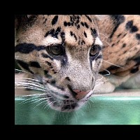 luca-394873.jpg