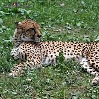 luca-394882.jpg