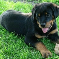 luca-394888.jpg