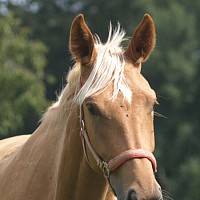 luca-394889.jpg