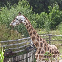 luca-395185.jpg