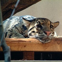 luca-395191.jpg