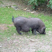 luca-395193.jpg