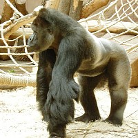 luca-395194.jpg