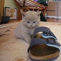luca-395296.jpg