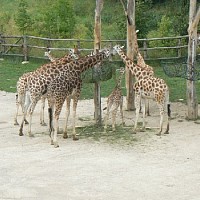 luca-395323.jpg
