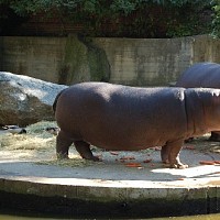 luca-395454.jpg