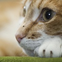 luca-395474.jpg
