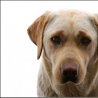 luca-395725.jpg