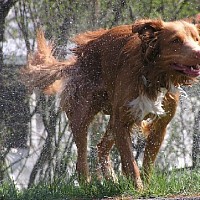 luca-395727.jpg