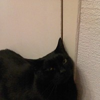 luca-397486.jpg