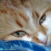 luca-398637.jpg