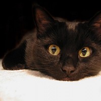 luca-398650.jpg