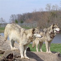 luca-398654.jpg
