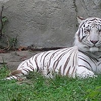 luca-398655.jpg