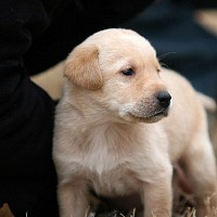 luca-398665.jpg