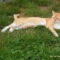 luca-399110.jpg