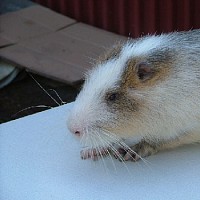 luca-402244.jpg