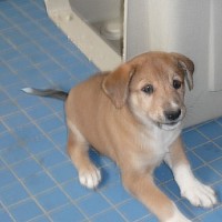 luca-402246.jpg
