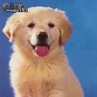 luca-402247.jpg